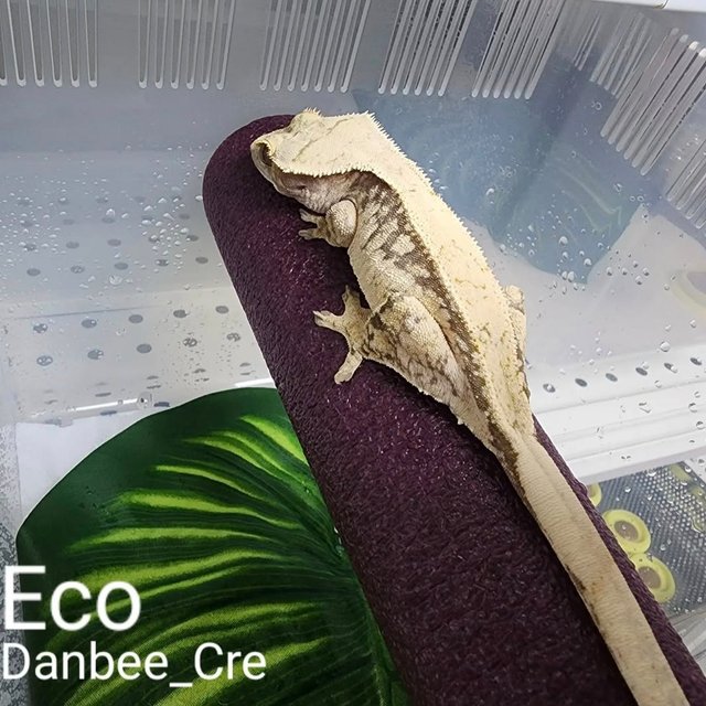 노멀 익스트림할리퀸 크림