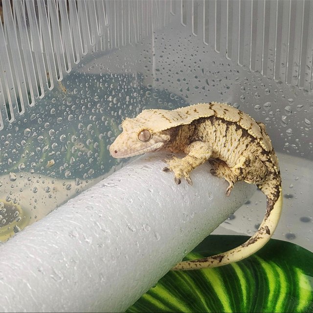 노멀 익스트림할리퀸 크림