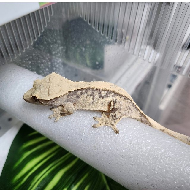 노멀 익스트림할리퀸 크림