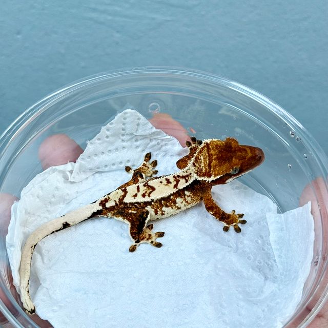 노멀 트라이 익스트림할리퀸 화이트스팟