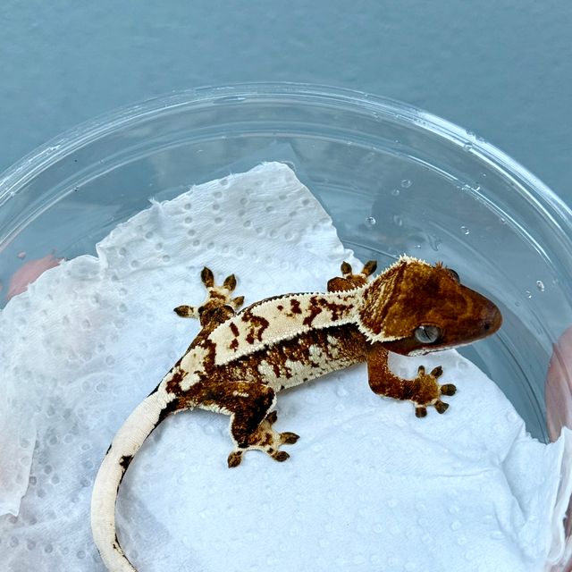 노멀 트라이 익스트림할리퀸 화이트스팟