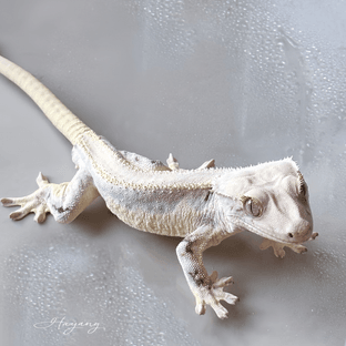 Lilly White Solid Back Full Pinstripe