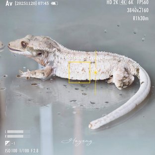 노바