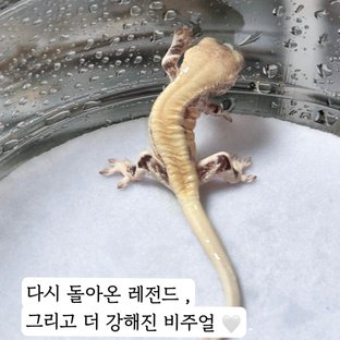 형질가득품은LW