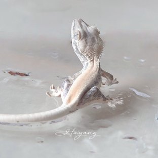 릴리화이트 솔리드백