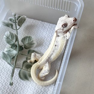 릴리화이트 솔리드백