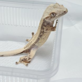 노멀 풀핀 쿼드