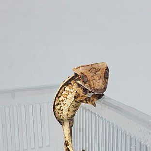 Normal Drippy Quad White Spot