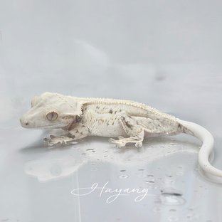 아리 .