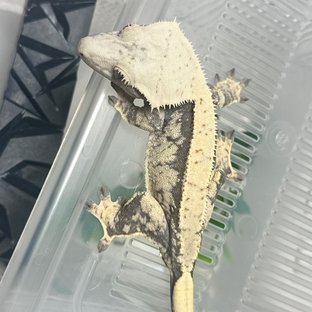 배란온암컷⭐️