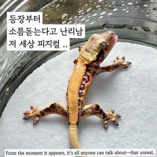 근육몬🧀