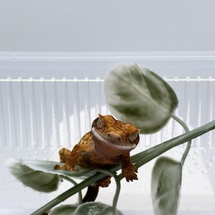 색감천재