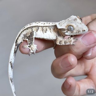 노멀 풀핀 트라이