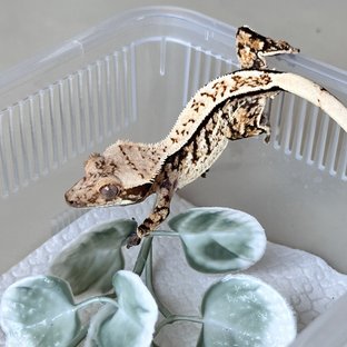 Normal Drippy Quad White Spot