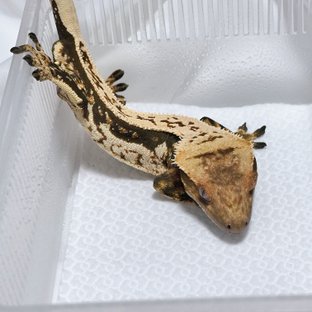 노멀 풀핀 쿼드