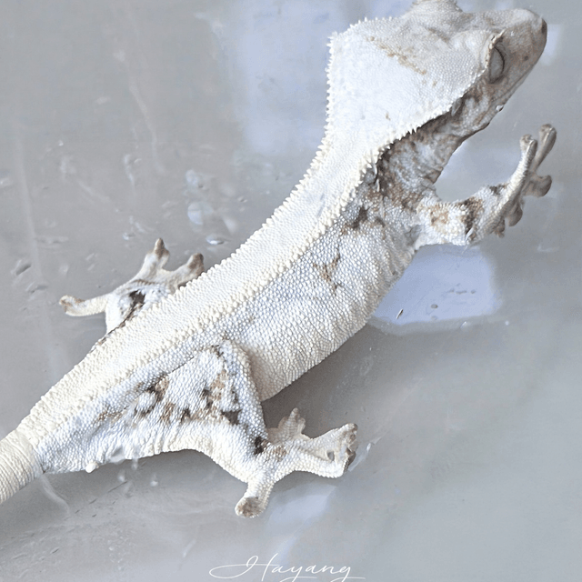 릴리화이트 솔리드백 풀핀