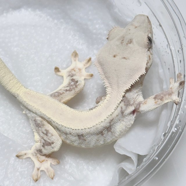 릴리화이트 솔리드백