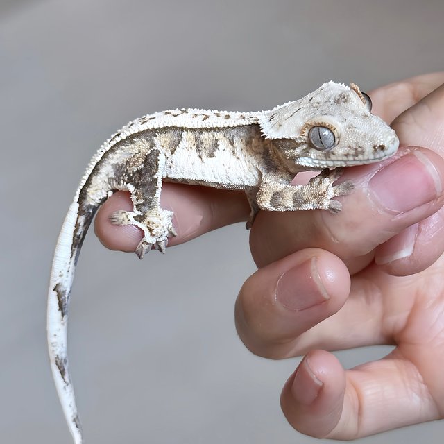 노멀 풀핀 트라이