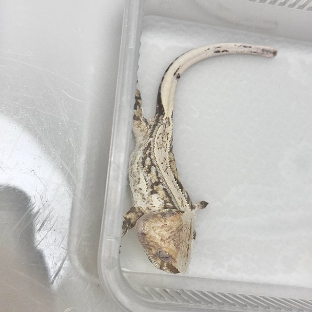 노멀 쿼드 드리피 화이트스팟