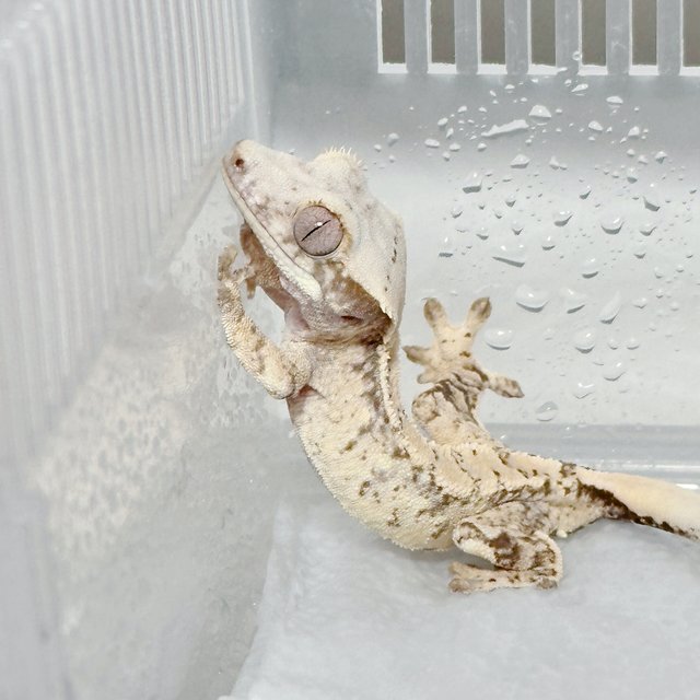 Drippy White Spot Normal Quad