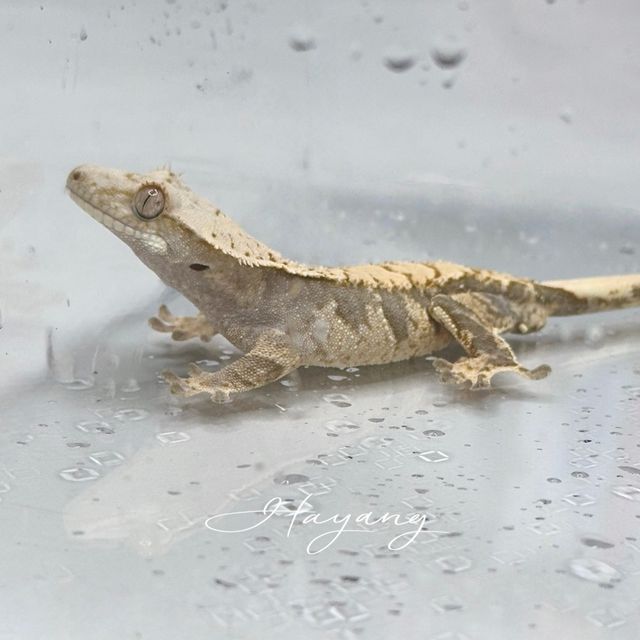 노멀 드리피 화이트스팟