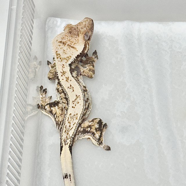 노멀 쿼드 드리피 화이트스팟