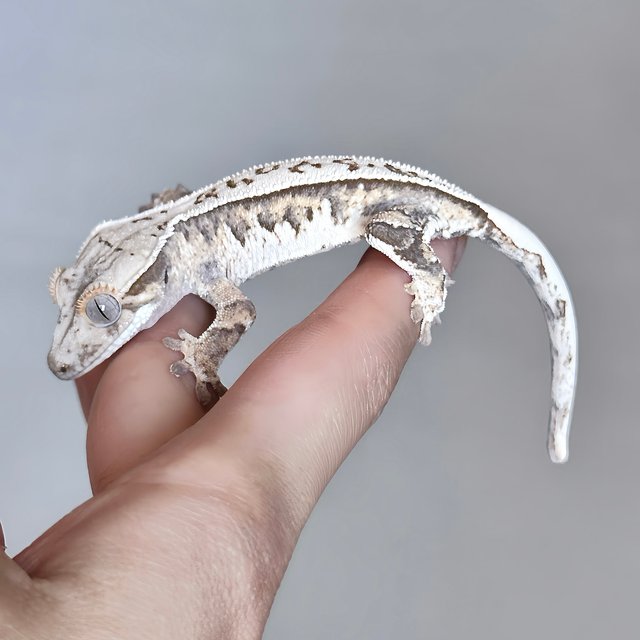 노멀 풀핀 트라이