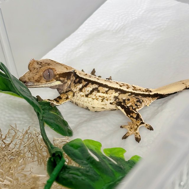 Drippy White Spot Quad Normal