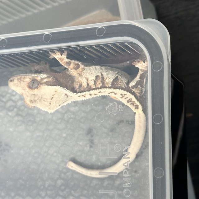 노멀 풀핀 트라이