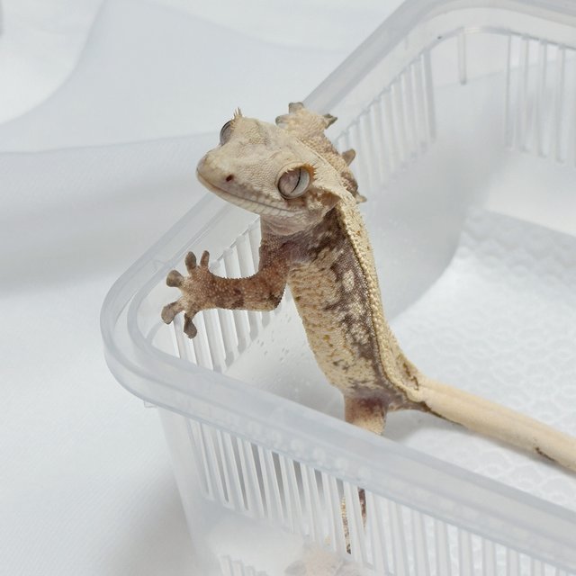 노멀 풀핀 쿼드