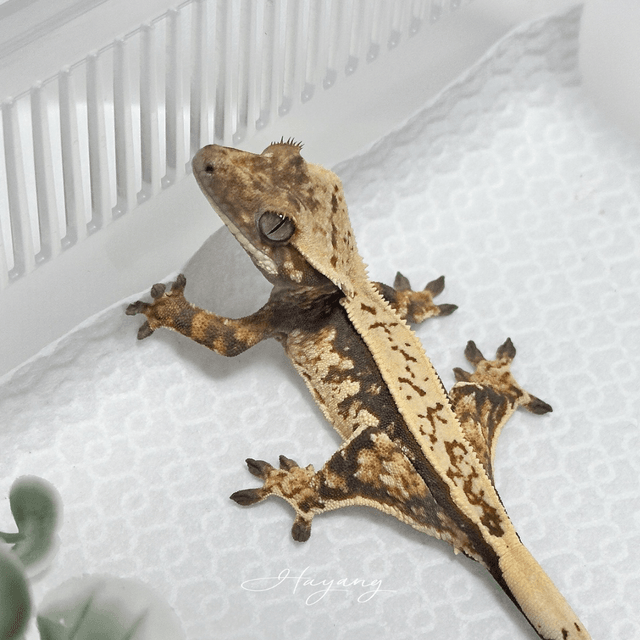 노멀 풀핀 쿼드