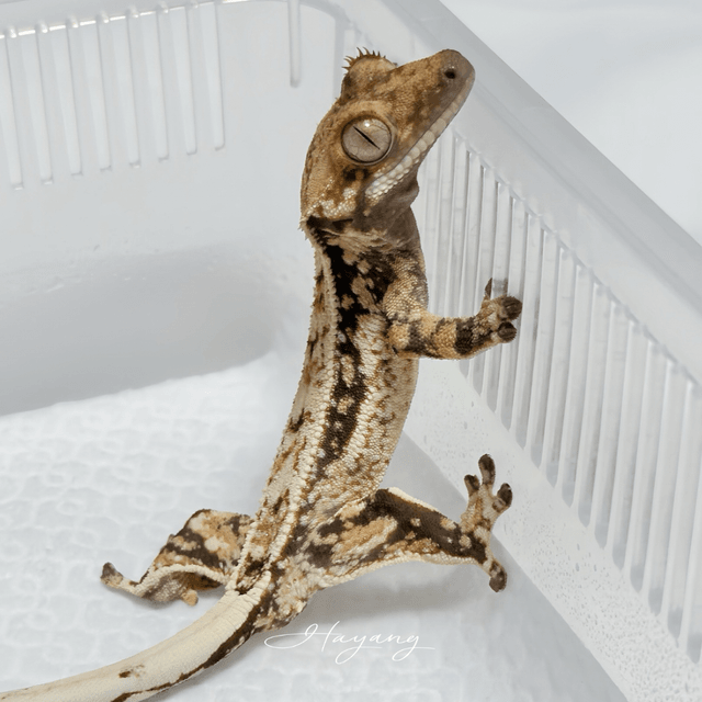 노멀 풀핀 드리피 쿼드