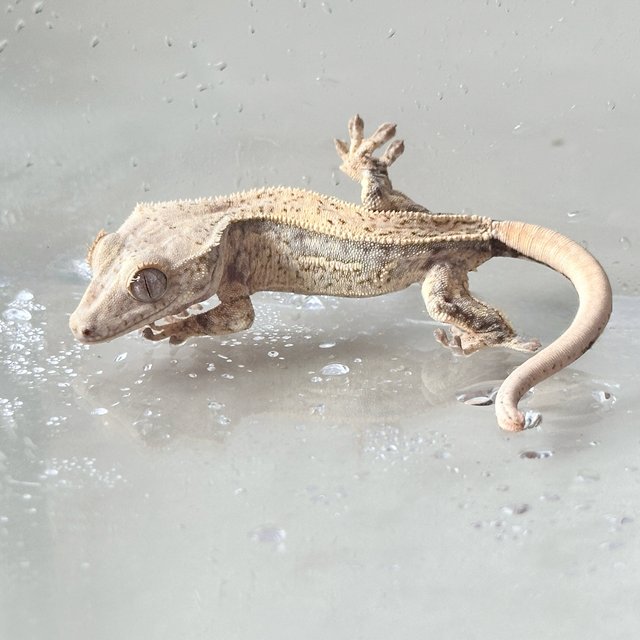 Full Pinstripe Drippy Quad Normal