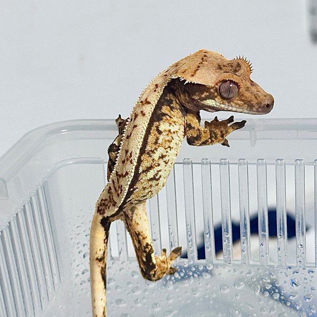 Drippy White Spot Quad Normal