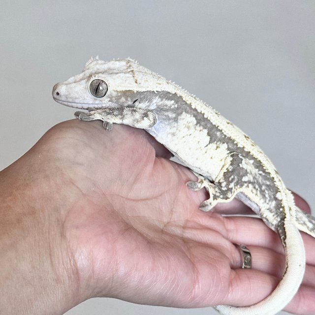 Normal Quad Full Pinstripe