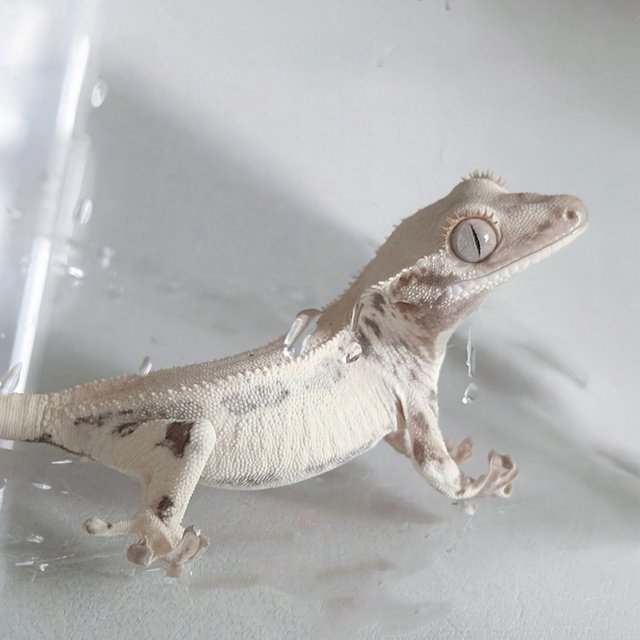 Lilly White