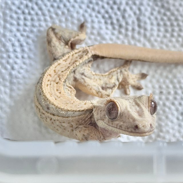 Full Pinstripe Drippy Quad Normal