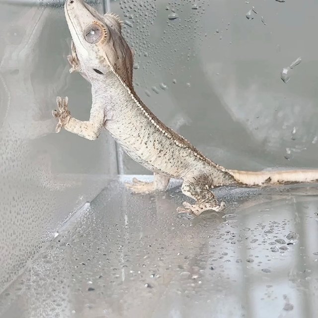 White Spot Quad Normal Drippy