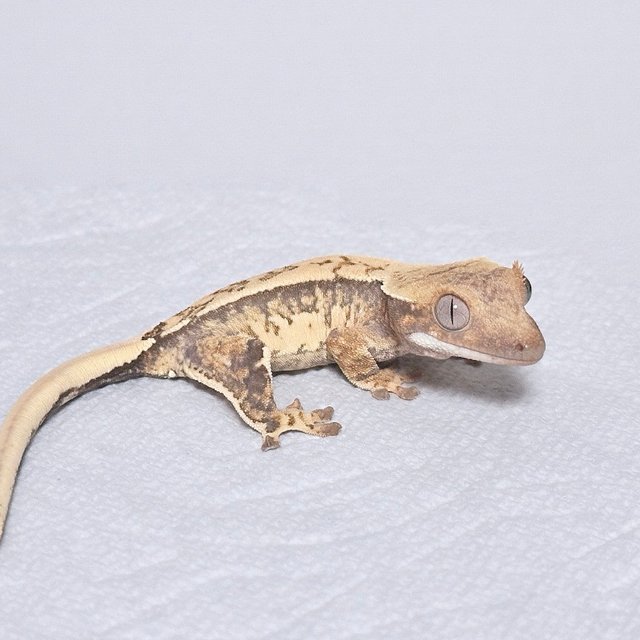 Normal Quad White Spot