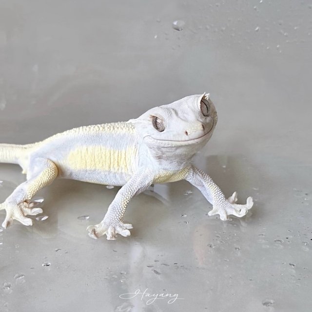 Lilly White