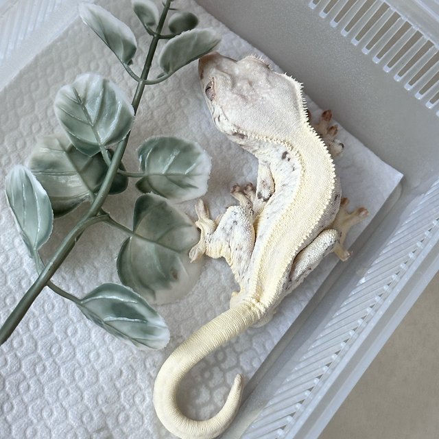 릴리화이트 솔리드백