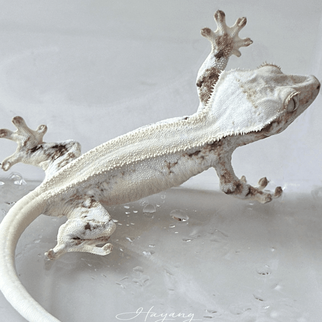 릴리화이트 솔리드백 풀핀