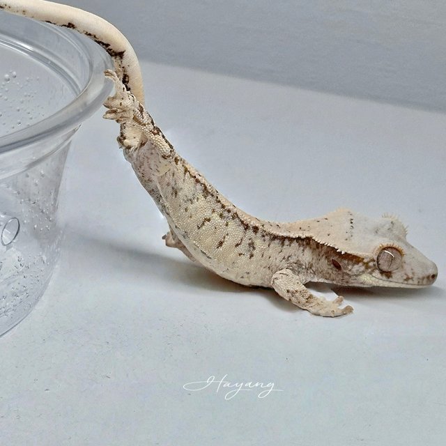 White Spot Normal Quad Drippy