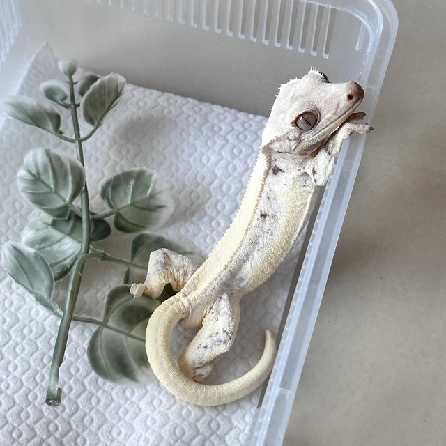 릴리화이트 솔리드백