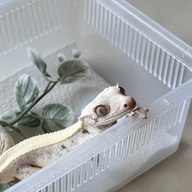 릴리화이트 솔리드백