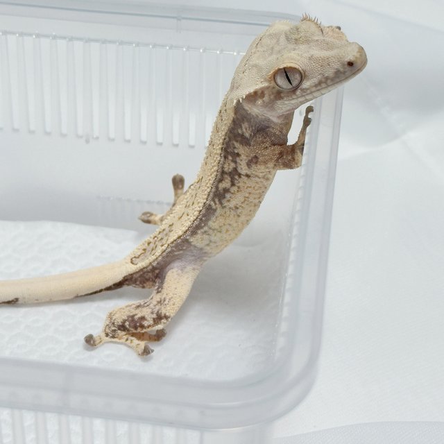 노멀 풀핀 쿼드