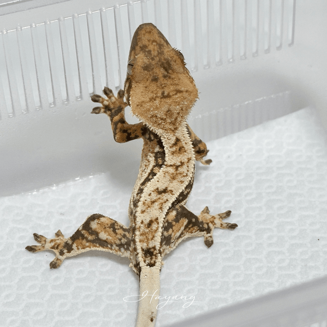 노멀 풀핀 드리피 쿼드