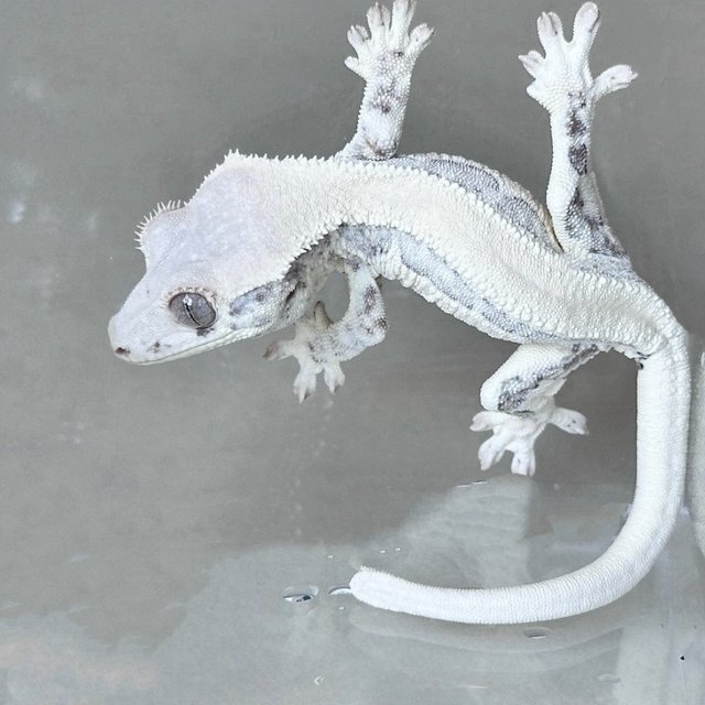 노멀 풀핀 트라이