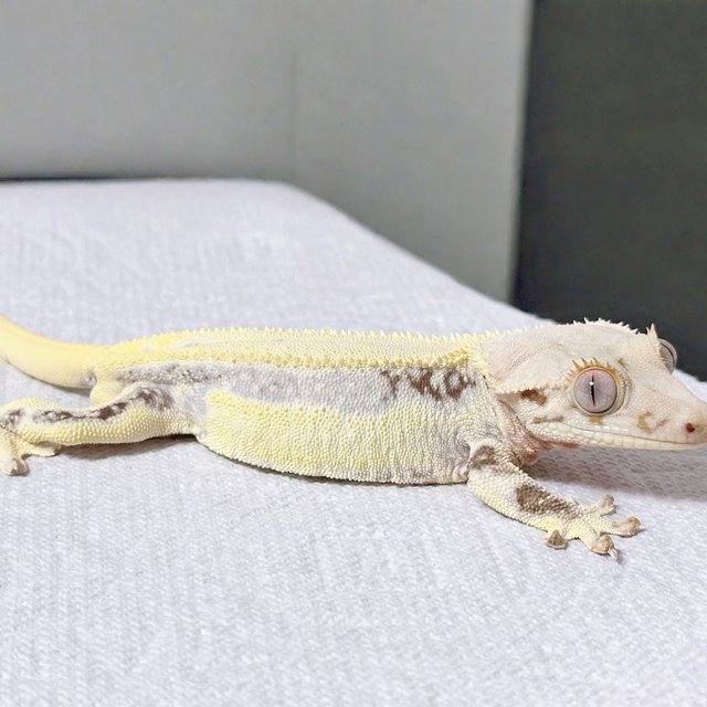 Lilly White