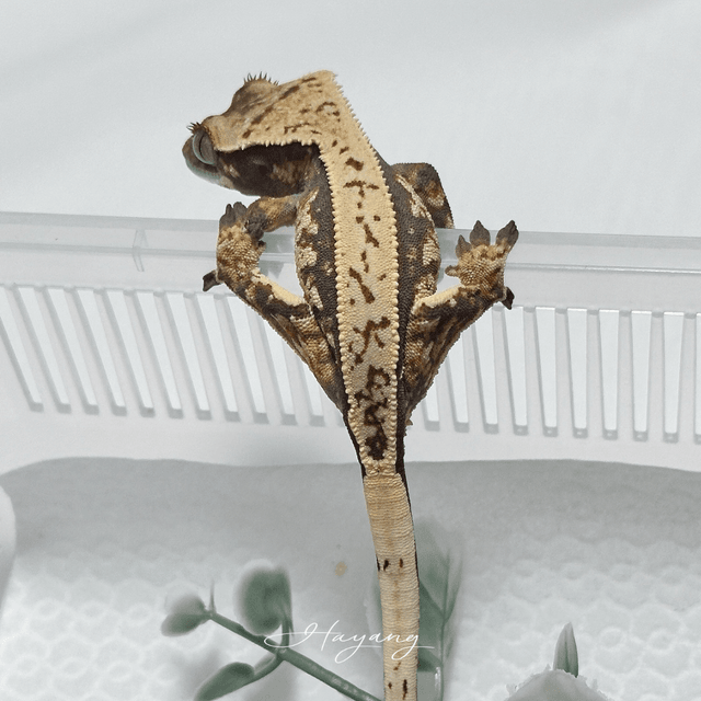 노멀 풀핀 쿼드